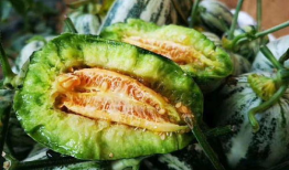 博洋91号甜瓜直播,探寻美味与种植奥秘的甜蜜之旅